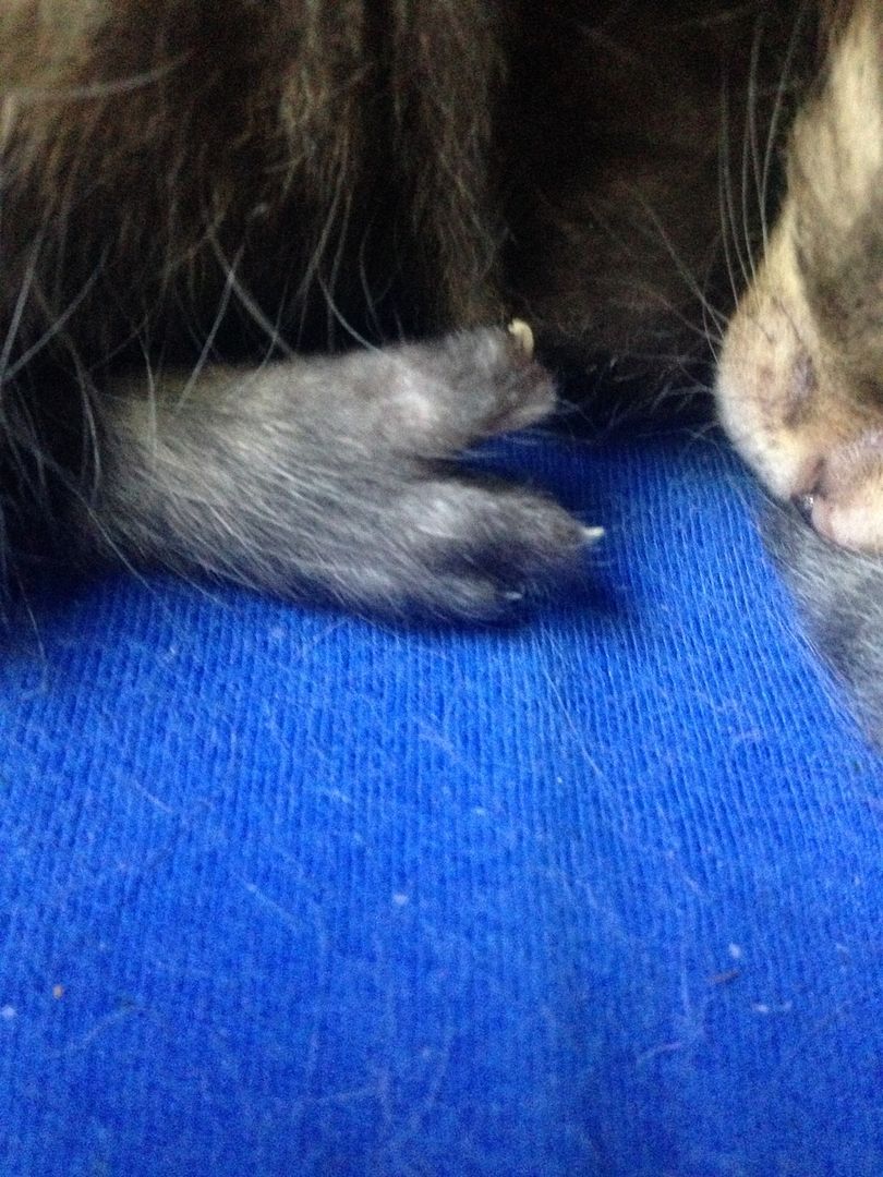 Weird toes (syndactyly?) Cat Forum